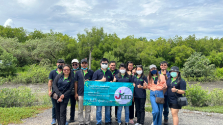 jled plant mangrove trees at Chonburi Province